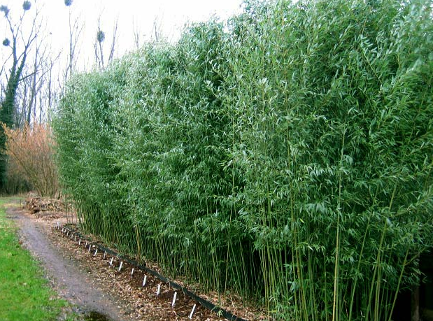 Бамбук Phyllostachys bissetii